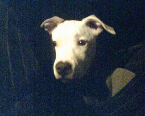 Amerikansk staffordshire terrier Keyto - Ghost-dog.. billede 4