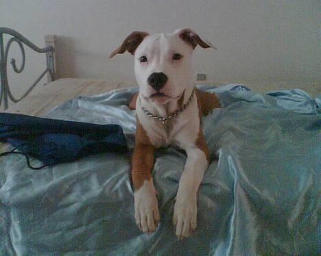 Amerikansk staffordshire terrier Keyto - Er det mig du glor på? billede 5