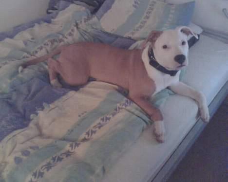 Amerikansk staffordshire terrier Keyto - Hm, godbid? billede 6