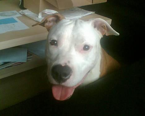 Amerikansk staffordshire terrier Keyto - Baaah -Gå din vej, moar.. (taget den 31/7-2006) billede 7