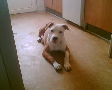 Amerikansk staffordshire terrier Keyto - Nææh, se hvor fint jeg kan ligge? billede 8