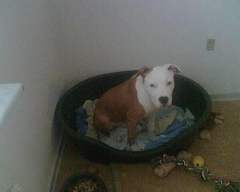 Amerikansk staffordshire terrier Keyto - Kurven :) billede 9