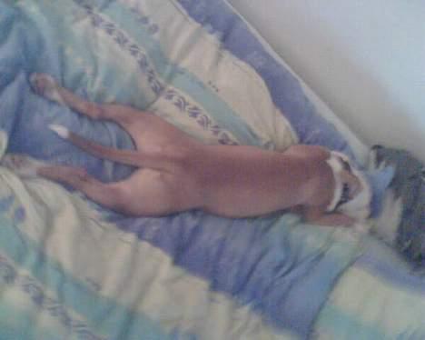 Amerikansk staffordshire terrier Keyto - Frø´en.. billede 10