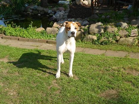 Amerikansk bulldog Nala - Mor tag dig nu lige samme, gidder ikke vente mer, vil ud og lege.... smiler billede 11