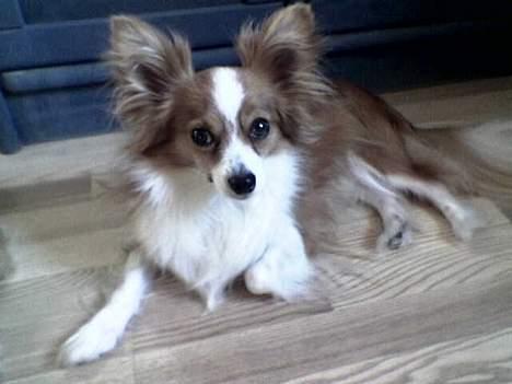 Chihuahua Mikkel billede 1