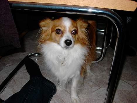 Chihuahua Mikkel billede 2