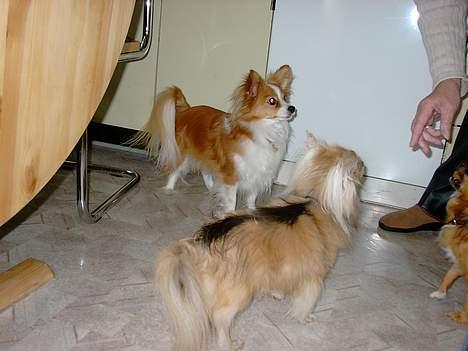 Chihuahua Mikkel billede 3