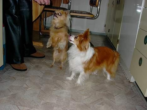 Chihuahua Mikkel billede 4