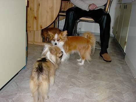 Chihuahua Mikkel billede 5