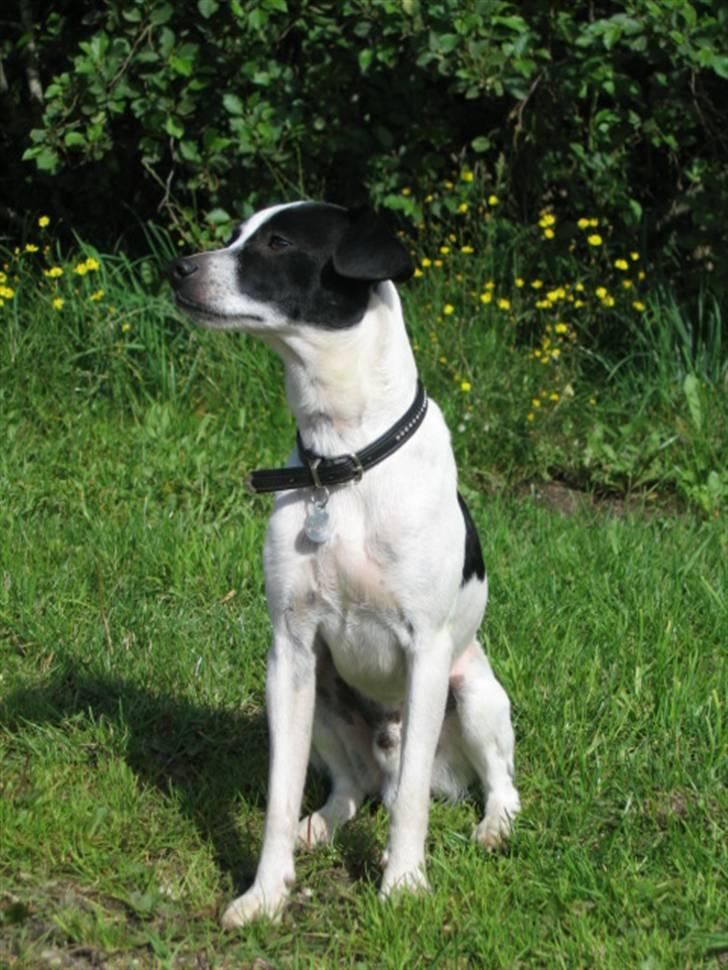 Dansk svensk gaardhund Pelle - Pelle billede 1