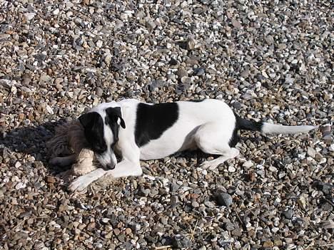 Dansk svensk gaardhund Pelle - Pelle igen billede 2