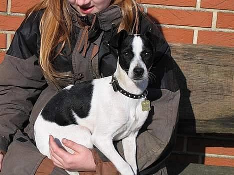 Dansk svensk gaardhund Pelle - Pelle sidder med min søster billede 3