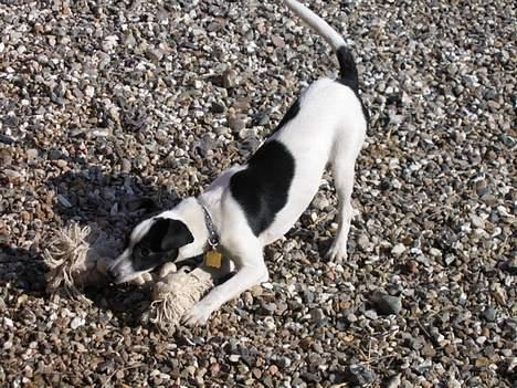 Dansk svensk gaardhund Pelle - Pelle leger billede 4