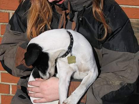 Dansk svensk gaardhund Pelle billede 5