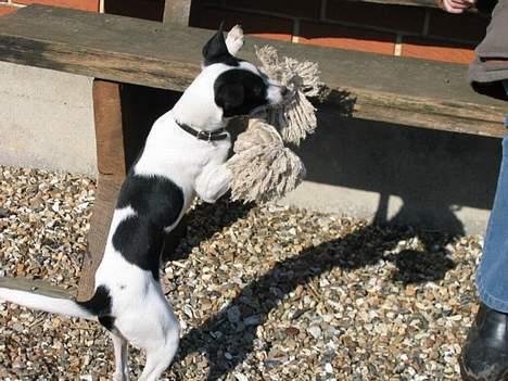 Dansk svensk gaardhund Pelle billede 6