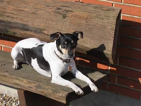 Dansk svensk gaardhund Snubbi *Død* billede 1