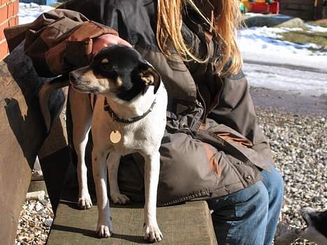 Dansk svensk gaardhund Snubbi *Død* billede 2