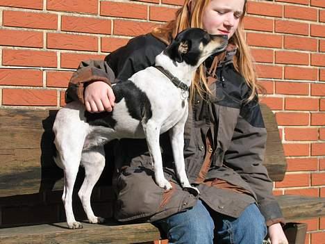 Dansk svensk gaardhund Snubbi *Død* billede 3