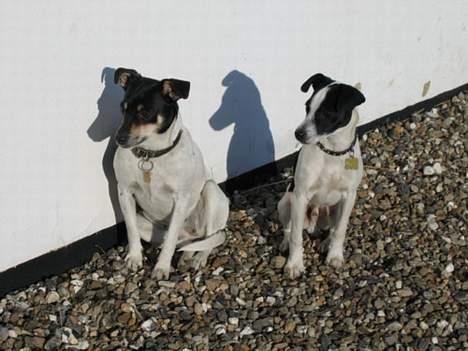 Dansk svensk gaardhund Snubbi *Død* - Snubbi til højre og pelle til venstre billede 5