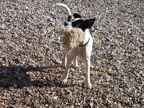 Dansk svensk gaardhund Pelle billede 7