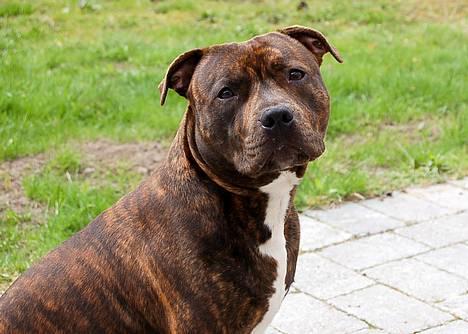 Staffordshire bull terrier  mann2 - Foto Mette G billede 5