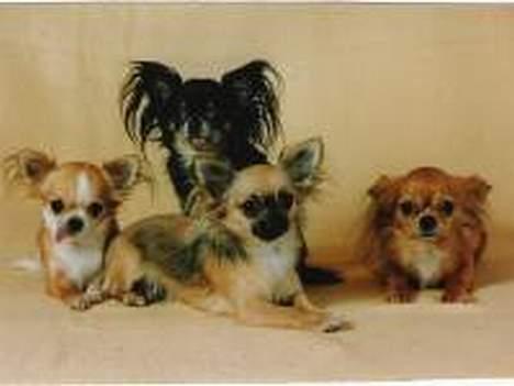 Chihuahua Mikkel - 4 af mine chihuahua´er 2 er desværre gået på de evige hundemarker billede 6