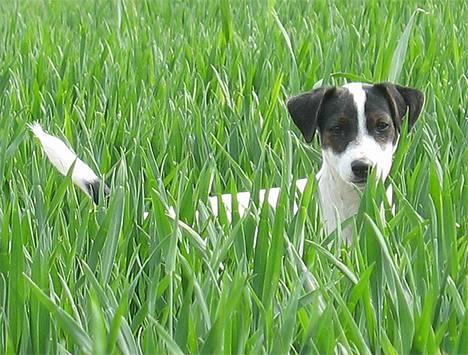 Jack russell terrier Hannibal - Kaldte du? billede 12