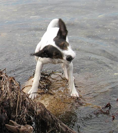 Jack russell terrier Hannibal billede 13