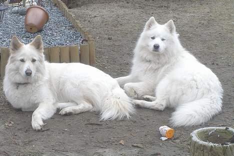 Blanding af racer Gaia - gaias kæreste og far til  hvalpe! billede 12