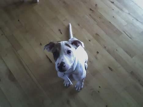 Blanding af racer "Ricki" - Gir du en bid af din kage ? billede 2