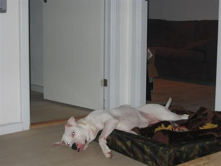Amerikansk bulldog Gucci***død 15/6-07*** billede 12