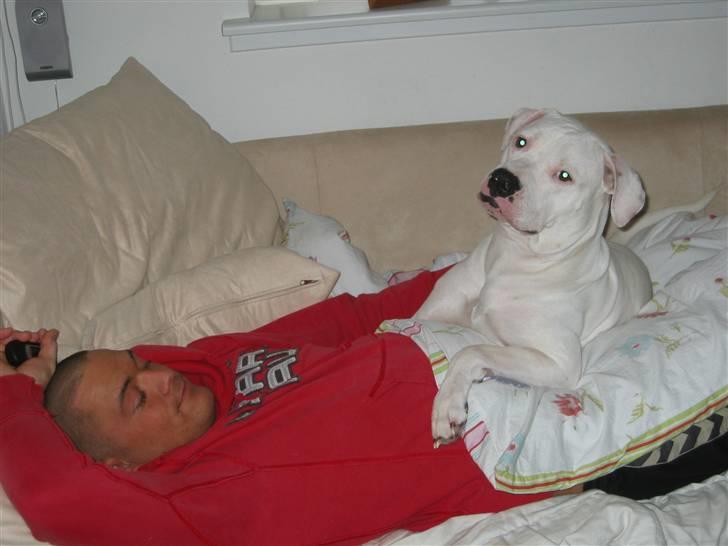Amerikansk bulldog Gucci***død 15/6-07*** - Hygge med far billede 15