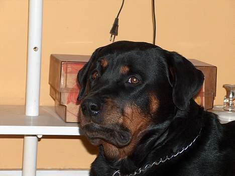 Rottweiler Gabi (Nellemann's Gerbara billede 1