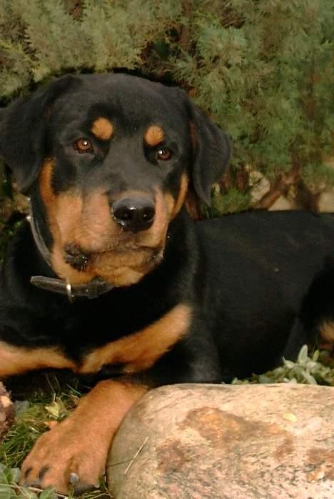 Rottweiler Gabi (Nellemann's Gerbara - Da Gabi var lille. billede 2