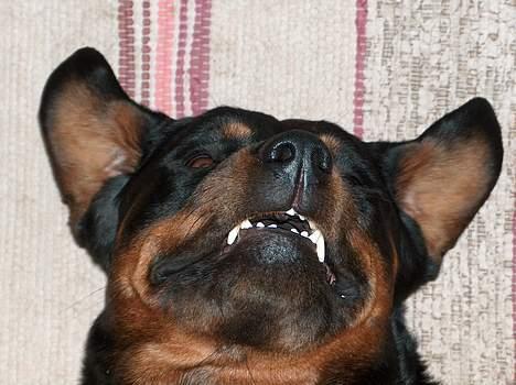 Rottweiler Gabi (Nellemann's Gerbara - Når hun ligger på ryggen, ryger mundvigerne og ørerne tilbage, og hun ligner sQ en vampyr. billede 3