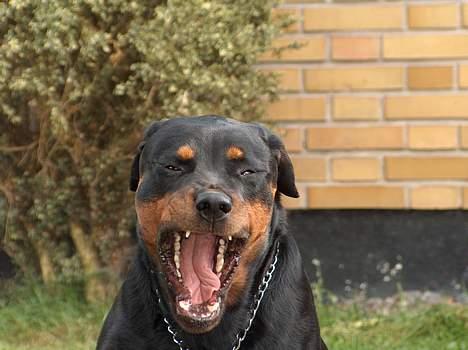 Rottweiler Gabi (Nellemann's Gerbara billede 4
