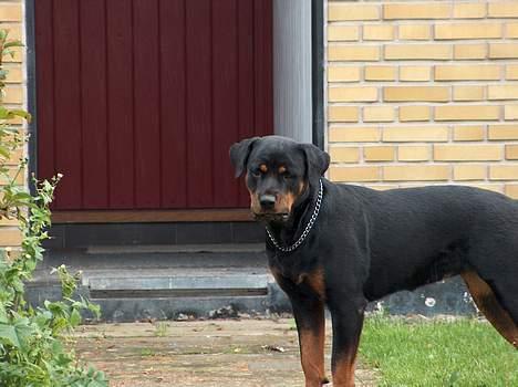 Rottweiler Gabi (Nellemann's Gerbara billede 5