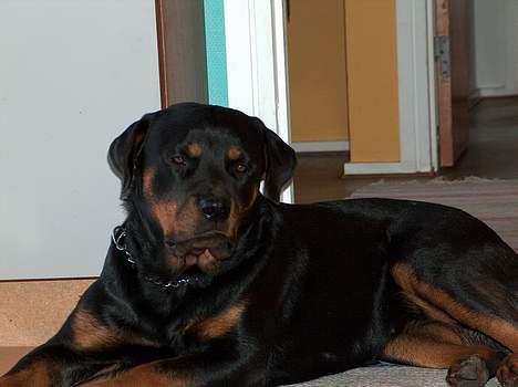 Rottweiler Gabi (Nellemann's Gerbara billede 6
