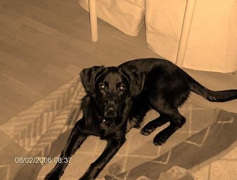 Blanding af racer Teicko - Slut marts 2006 billede 9