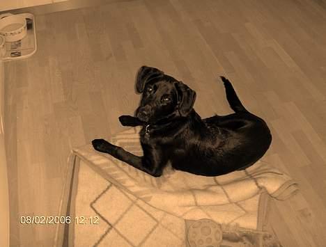 Blanding af racer Teicko - Slut marts 2006 billede 10