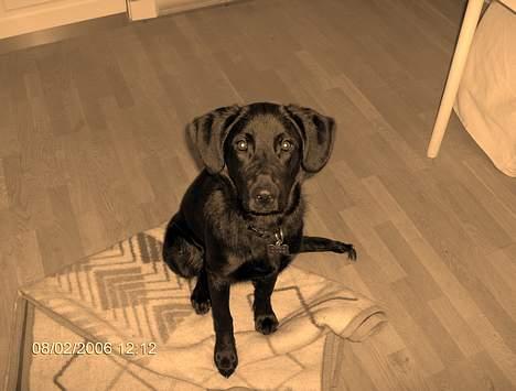 Blanding af racer Teicko - Slut marts 2006 billede 11