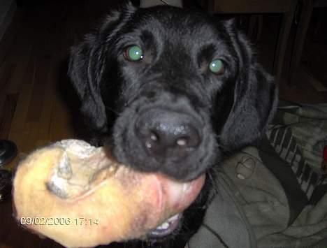 Blanding af racer Teicko - Slut marts 2006 billede 12