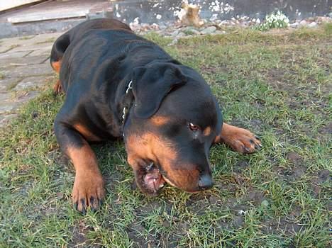 Rottweiler Gabi (Nellemann's Gerbara billede 8