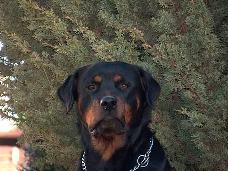 Rottweiler Gabi (Nellemann's Gerbara billede 9