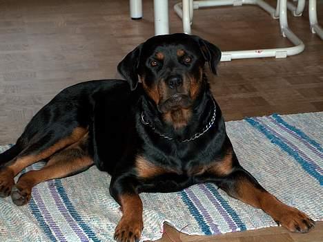 Rottweiler Gabi (Nellemann's Gerbara billede 10
