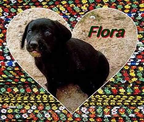 Labrador retriever flora<3 billede 8