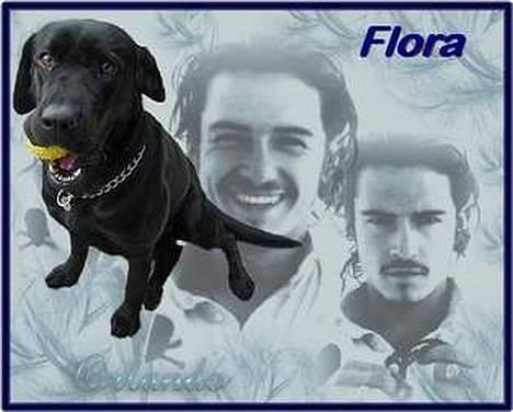 Labrador retriever flora<3 billede 9