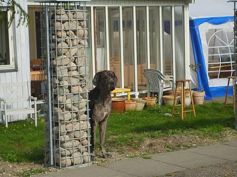 Grand danois Battie von Smedegyden R.I.P 2504-2014 - kuukk kuukkk, hæhæ hegnet er ikke færdigt endnu! så jeg kan stadig stikke ud til de søde tæver hæhæhæ billede 5