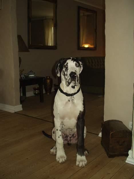 Grand danois Philip - Jeg øver mig i at blive udstillingshund. billede 10