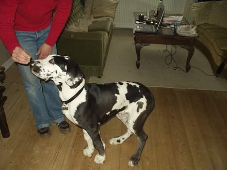 Grand danois Philip - Men jeg skal nok træne lidt mere... billede 11